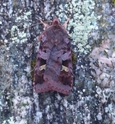 Rødfrynset teglfly (Diarsia brunnea)