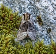 The Spectacle (Abrostola tripartita)