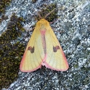 Clouded Buff (Diacrisia sannio)