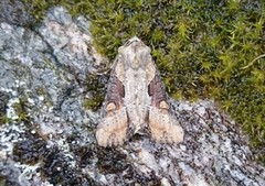 Double Lobed (Lateroligia ophiogramma)