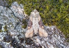 Sumpengfly (Lateroligia ophiogramma)