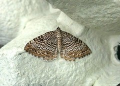 Scallop Shell (Rheumaptera undulata)
