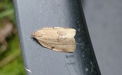 Large Ivy Tortrix (Lozotaenia forsterana)
