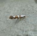 Argyresthia brockeella