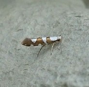 Gold-ribbon Argent (Argyresthia brockeella)