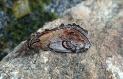 Pebble Prominent (Notodonta ziczac)
