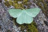 Kjempebladmåler (Geometra papilionaria)