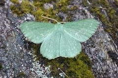 Kjempebladmåler (Geometra papilionaria)