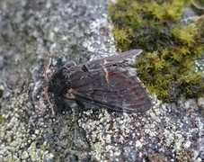 Iron Prominent (Notodonta dromedarius)