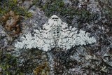 Bjørkelurvemåler (Biston betularia)