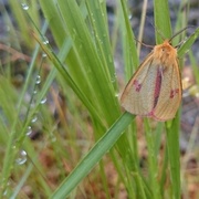 Clouded Buff (Diacrisia sannio)