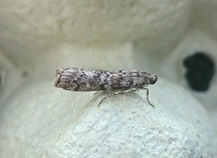 Dark Pine Knot-horn (Dioryctria abietella)
