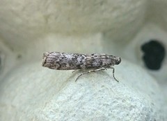 Grankonglesmalmott (Dioryctria abietella)