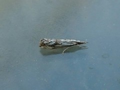 Chequered Grass-veneer (Catoptria falsella)