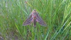 Elephant Hawk-moth (Deilephila elpenor)