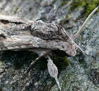 Convolvulus Hawk-moth (Agrius convolvuli)