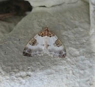 Blue-bordered Carpet (Plemyria rubiginata)