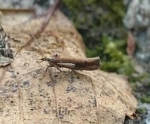 White-shouldered Smudge (Ypsolopha parenthesella)