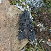 Black Rustic (Aporophyla nigra)