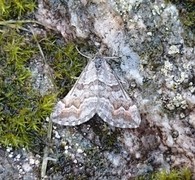 Manchester Treble-bar (Carsia sororiata)