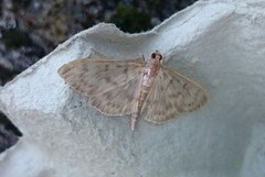 Mother of Pearl (Patania ruralis)