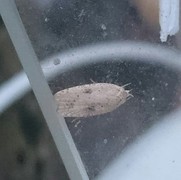 Dark-fringed Flat-body (Agonopterix nervosa)