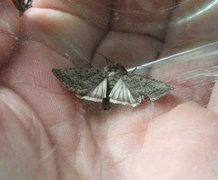 Pale Mottled Willow (Caradrina clavipalpis)
