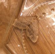 Northern Winter Moth (Operophtera fagata)