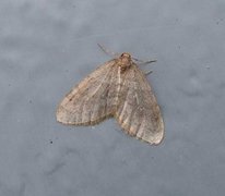 Northern Winter Moth (Operophtera fagata)