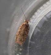 Common Flat-body (Agonopterix heracliana)