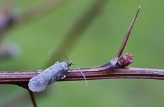 Common Flat-body (Agonopterix heracliana)