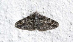Ringed Carpet (Cleora cinctaria)