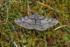 Ringed Carpet (Cleora cinctaria)