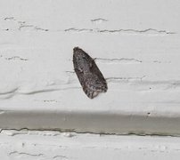 Blåbærflatvikler (Acleris maccana)