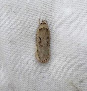 Agonopterix ocellana