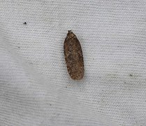 Common Flat-body (Agonopterix heracliana)