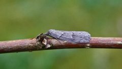 Horse Chestnut (Pachycnemia hippocastanaria)