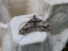 Ringed Carpet (Cleora cinctaria)