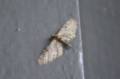 Furudvergmåler (Eupithecia indigata)