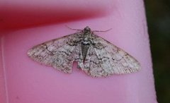 Ringed Carpet (Cleora cinctaria)