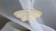 Cream Wave (Scopula floslactata)