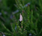 Rustbladvikler (Clepsis senecionana)