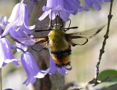 Narrow-bordered Bee Hawk-moth (Hemaris tityus)