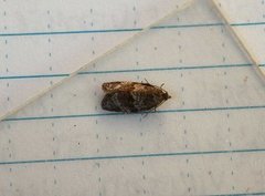 Dark-barred Tortrix (Syndemis musculana)