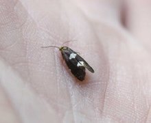 Feathered Bright (Incurvaria masculella)