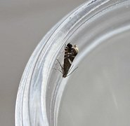 Sedge Fanner (Glyphipterix forsterella)
