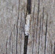 White-shouldered House Moth (Endrosis sarcitrella)