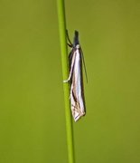 Beitenebbmott (Crambus pascuella)