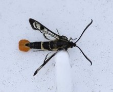 Welsch Clearwing (Synanthedon scoliaeformis)