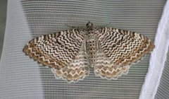 Scallop Shell (Rheumaptera undulata)